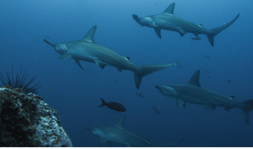 Des ailerons de requin imprimés en 3D pour lutter contre le commerce illégal d’espèces sauvages